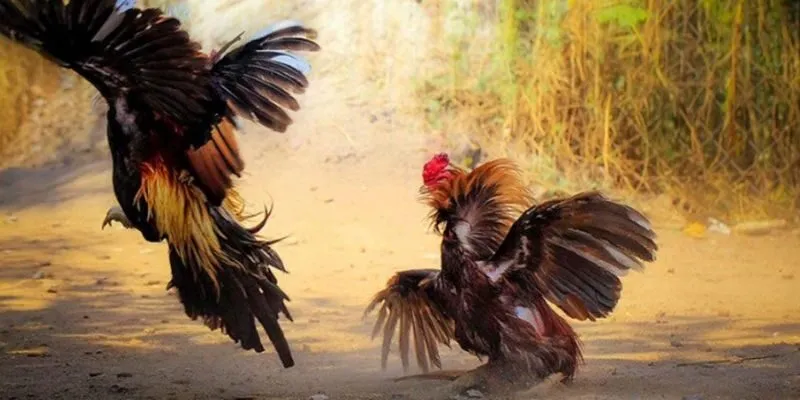 Bí quyết chơi đá gà thomo luôn thắng